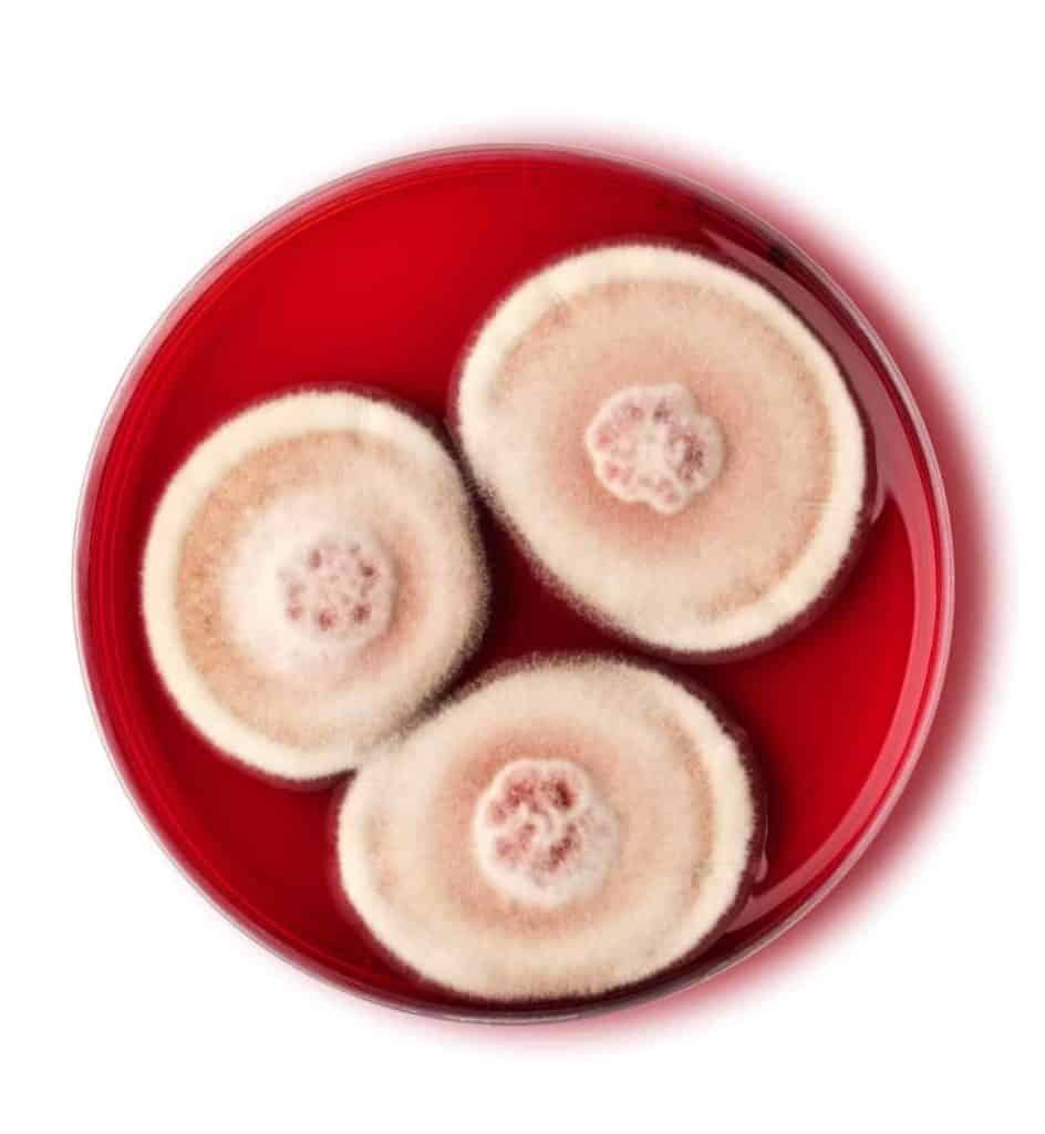 Fungus © Chromologics